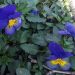 Ukraine pansies from Marlis' garden