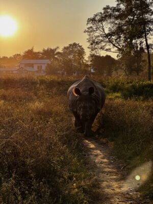 Janek faces down a rhino, 2024